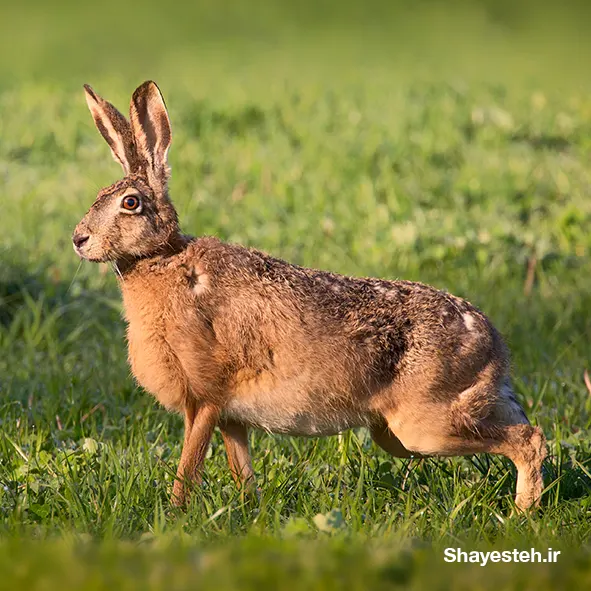 Understanding hares